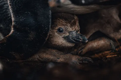 Fondo de pantalla Pingüinos 4K · animals · 3840×2560
