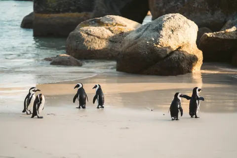 Fondo de pantalla Pingüinos 4K · animals · 3840×2560