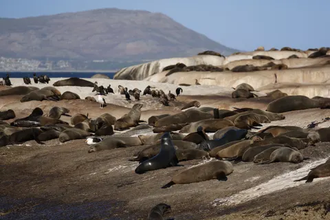 Fondo de pantalla Pingüinos 4K · animals · 3840×2561