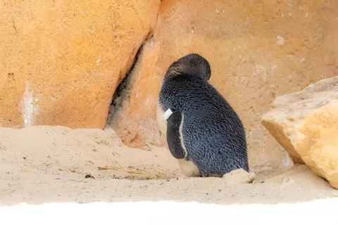 Fondo de pantalla Pingüinos 4K · animals · 3840×2560