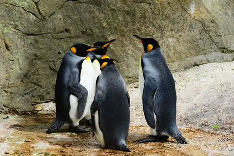 Fondo de pantalla Pingüinos 4K · animals · 3840×2563