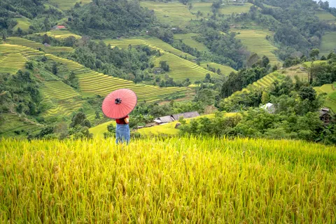 Rice Terraces 4K Wallpaper · nature · 3840×2560