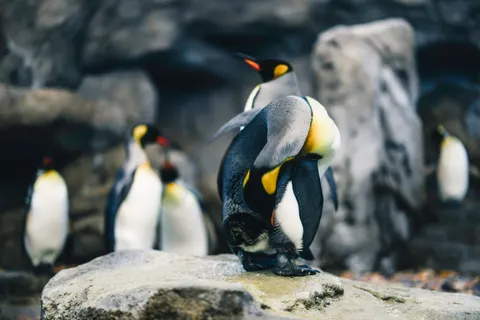 Fondo de pantalla Pingüinos 4K · animals · 3840×2561