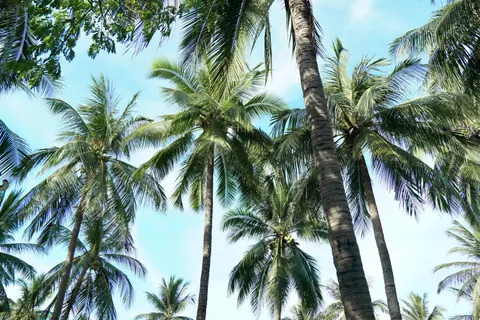 Palm Trees 4K Wallpaper · tropical · 3840×2560