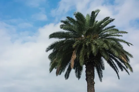 Palm Trees 4K Wallpaper · tropical · 3840×2560