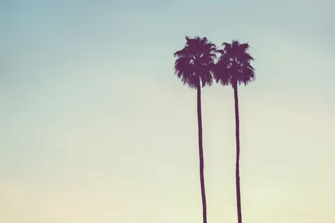 Palm Trees 4K Wallpaper · tropical · 3840×2560