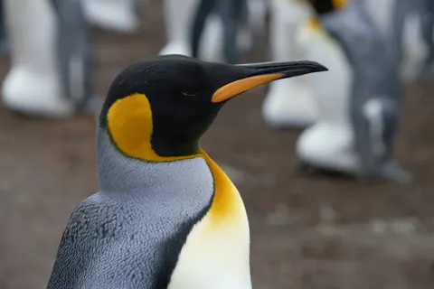 Fondo de pantalla Pingüinos 4K · animals · 3840×2563