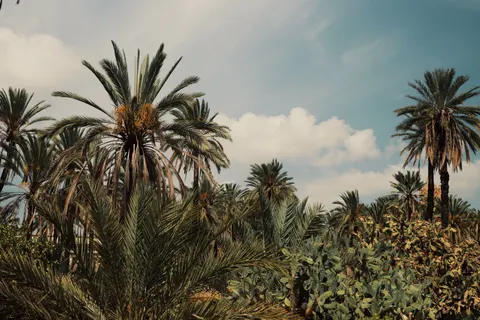 Palm Trees 4K Wallpaper · tropical · 3840×2560