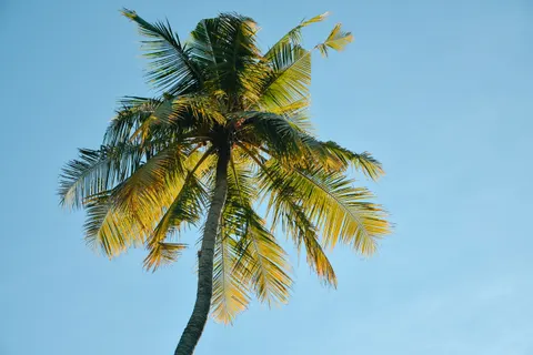 Palm Trees 4K Wallpaper · tropical · 3840×2560
