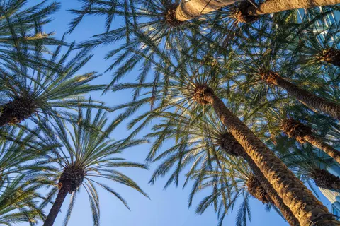 Palm Trees 4K Wallpaper · tropical · 3840×2560