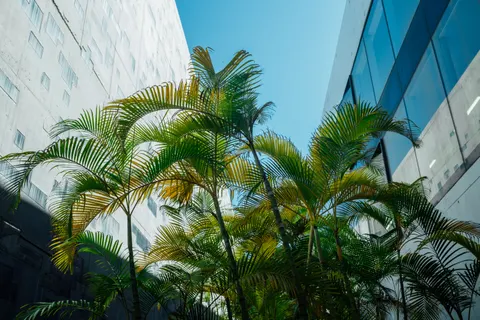 Palm Trees 4K Wallpaper · tropical · 3840×2560