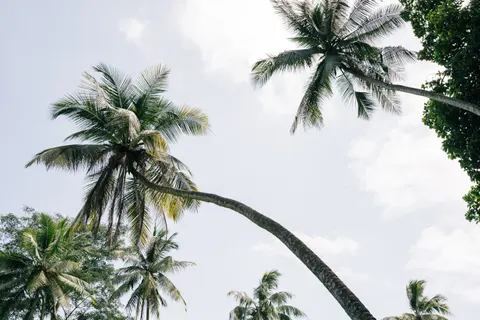 Palm Trees 4K Wallpaper · tropical · 3840×2560