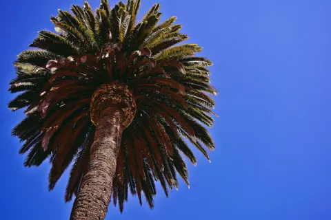 Palm Trees 4K Wallpaper · tropical · 3840×2560