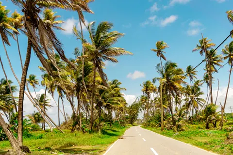 Palm Trees 4K Wallpaper · tropical · 3840×2560