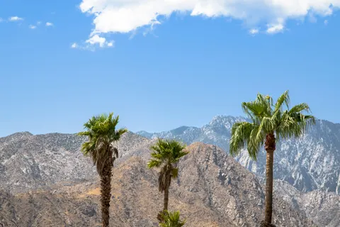 Palm Trees 4K Wallpaper · tropical · 3840×2560