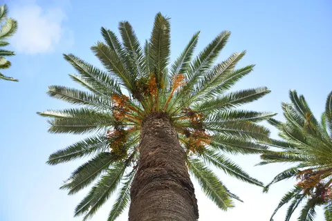 Palm Trees 4K Wallpaper · tropical · 3840×2560