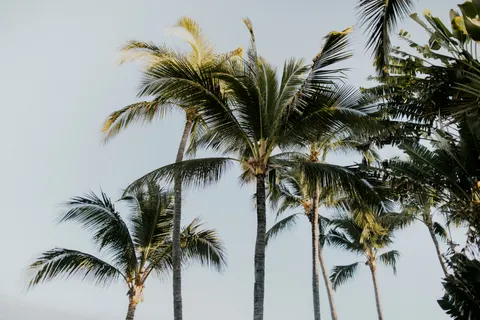 Palm Trees 4K Wallpaper · tropical · 3840×2560