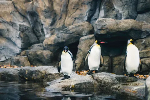 Fondo de pantalla Pingüinos 4K · animals · 3840×2561