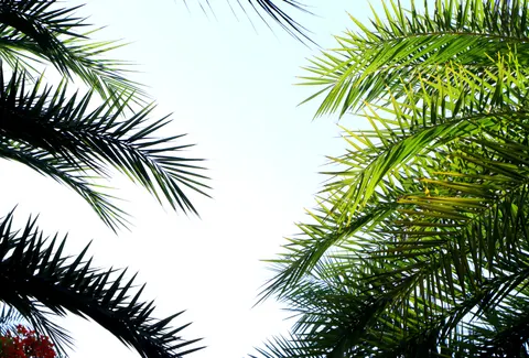 Palm Trees 4K Wallpaper · tropical · 3840×2595