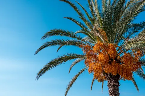 Palm Trees 4K Wallpaper · tropical · 3840×2560