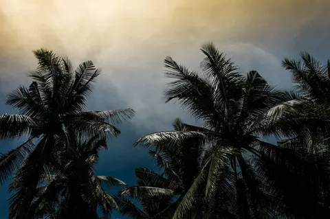 Palm Trees 4K Wallpaper · tropical · 3840×2553