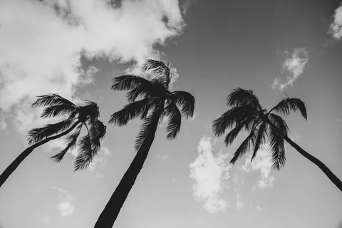 Palm Trees 4K Wallpaper · tropical · 3840×2560