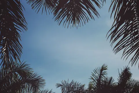Palm Trees 4K Wallpaper · tropical · 3840×2560