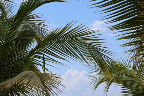 Palm Trees 4K Wallpaper · tropical · 3840×2560
