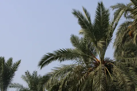 Palm Trees 4K Wallpaper · tropical · 3840×2560