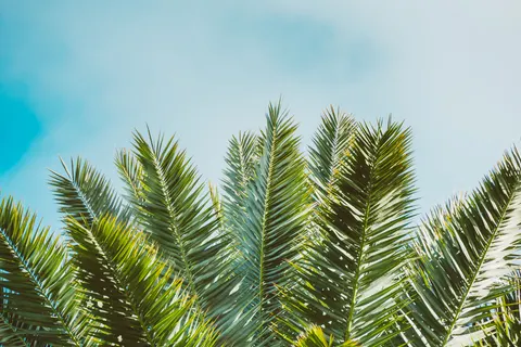 Palm Trees 4K Wallpaper · tropical · 3840×2560