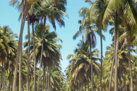 Palm Trees 4K Wallpaper · tropical · 3840×2560