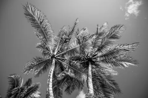 Palm Trees 4K Wallpaper · tropical · 3840×2560