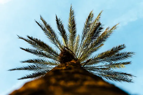 Palm Trees 4K Wallpaper · tropical · 3840×2560