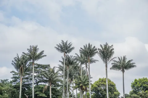 Palm Trees 4K Wallpaper · tropical · 3840×2560
