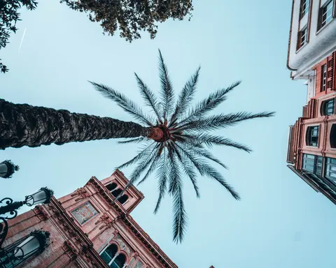 Palm Trees 4K Wallpaper · tropical · 3840×3072
