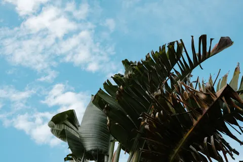 Palm Trees 4K Wallpaper · tropical · 3840×2560