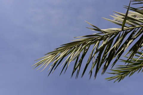Palm Trees 4K Wallpaper · tropical · 3840×2561