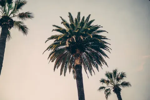 Palm Trees 4K Wallpaper · tropical · 3840×2555