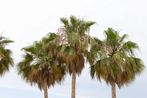 Palm Trees 4K Wallpaper · tropical · 3840×2561