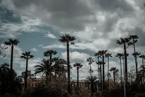 Palm Trees 4K Wallpaper · tropical · 3840×2555