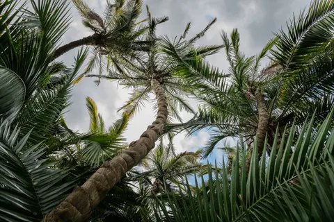 Palm Trees 4K Wallpaper · tropical · 3840×2560
