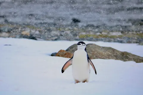Fondo de pantalla Pingüinos 4K · animals · 3840×2560