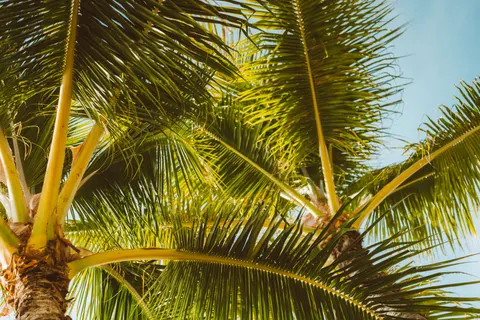 Palm Trees 4K Wallpaper · tropical · 3840×2560