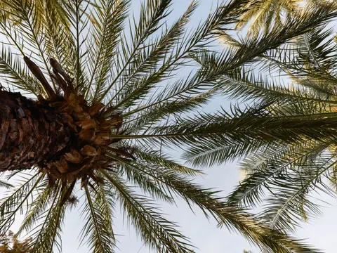 Palm Trees 4K Wallpaper · tropical · 3840×2880