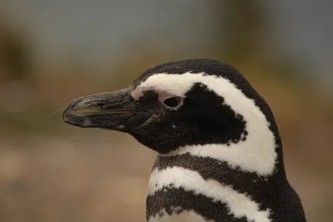 Fondo de pantalla Pingüinos 4K · animals · 3840×2560