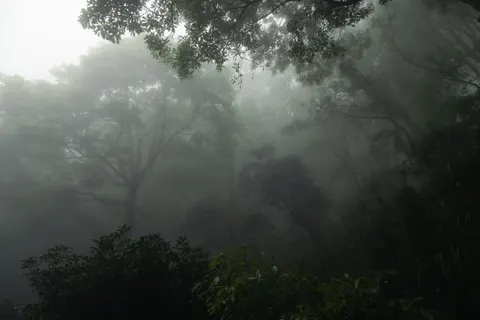 Dark Forest 4K Wallpaper · dark · 3840×2560