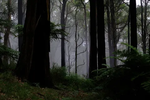 Dark Forest 4K Wallpaper · dark · 3840×2560