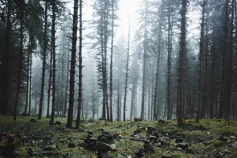 Dark Forest 4K Wallpaper · dark · 3840×2560