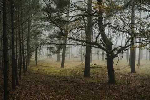 Tapeta Mroczny las 4K · dark · 3840×2560