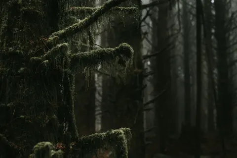 Dark Forest 4K Wallpaper · dark · 3840×2555